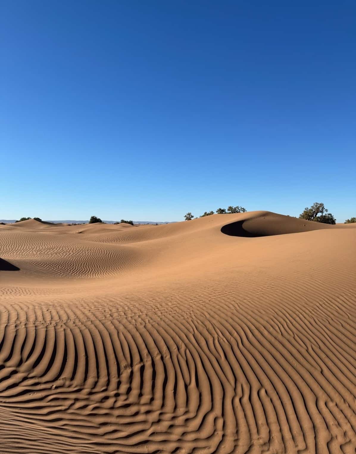 dunes-desert-mhamid Waves of sand on a Saharan dune